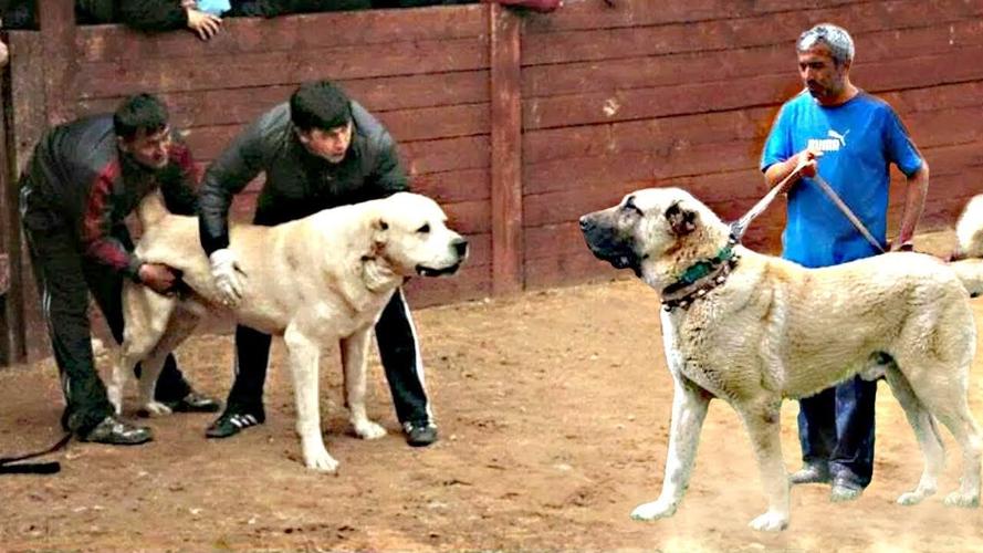 坎高犬vs中国犬