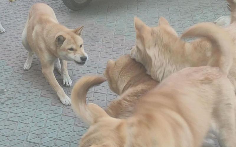 中国狗vs日本土狗的相关图片