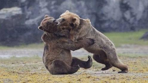斗兽场棕熊vs灰熊的相关图片